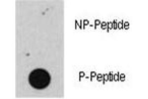 Dot blot analysis of phospho-Rb antibody. (Retinoblastoma Protein (Rb) 抗体  (pSer608))