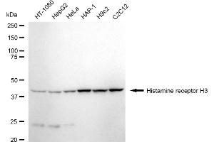 Western blotting analysis using Histamine receptor H3 antibody (ABIN7798916).