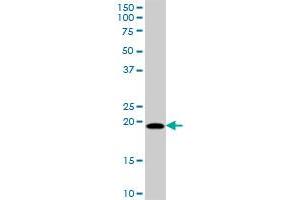 MRPL18 MaxPab polyclonal antibody. (MRPL18 抗体  (AA 1-180))