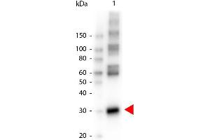 Western Blot of Peroxidase conjugated Rabbit anti-L-ASPARAGINASE antibody. (ASRGL1 抗体  (HRP))