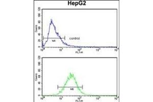 T Antibody (N-term) (ABIN390700 and ABIN2840986) flow cytometry analysis of HepG2 cells (bottom histogr) compared to a negative control cell (top histogr). (Aminomethyltransferase 抗体  (N-Term))