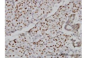 Image no. 1 for anti-Cytidine Monophosphate N-Acetylneuraminic Acid Synthetase (CMAS) (AA 164-264) antibody (ABIN466224) (CMAS 抗体  (AA 164-264))