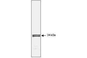 Image no. 1 for anti-Cyclin-Dependent Kinase 1 (CDK1) antibody (ABIN199903) (CDK1 抗体)