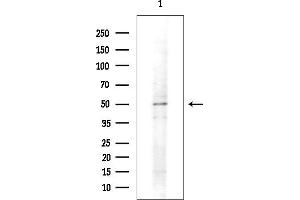 Western blot analysis of lysates from Rat testis, using PDHK1 Mouse Monoclonal Antibody at 1/1000 dilution.