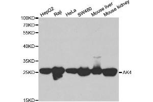 Western blot analysis of extracts of various cell lines, using AK4 antibody (ABIN6290046) at 1:1000 dilution. (AK4 抗体)