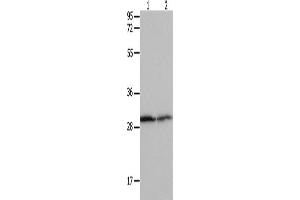Western Blotting (WB) image for anti-14-3-3 alpha + beta (YWHAB) antibody (ABIN2431696) (YWHAB 抗体)