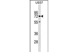 Western blot analysis in U937 cell line lysates (35ug/lane). (CERCAM 抗体  (C-Term))