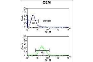BRAF Antibody n flow cytometric analysis of CEM cells (bottom histogram) compared to a negative control cell (top histogram).