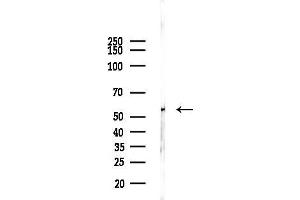 Western blot analysis of lysates from Hela cells(LPS, 4h treatment), using B Antibody at 1/1000 dilution.