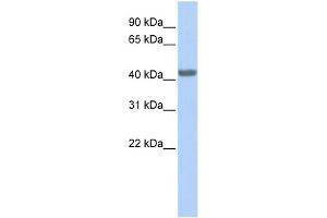 WB Suggested Anti-CCR2 Antibody Titration: 0. (CCR2 抗体  (Middle Region))