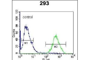 RCE1 Antibody (N-term W57) (ABIN389050 and ABIN2839259) flow cytometric analysis of 293 cells (right histogram) compared to a negative control cell (left histogram). (RCE1/FACE2 抗体  (N-Term))