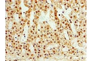 Immunohistochemistry of paraffin-embedded human adrenal gland tissue using ABIN7171562 at dilution of 1:100 (TAF1C 抗体  (AA 70-320))