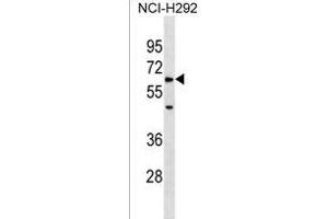 ZRSR1 Antibody (C-term) (ABIN1537225 and ABIN2838305) western blot analysis in NCI- cell line lysates (35 μg/lane). (ZRSR1 抗体  (C-Term))