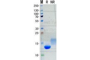 Validation with Western Blot (CCL23 蛋白)
