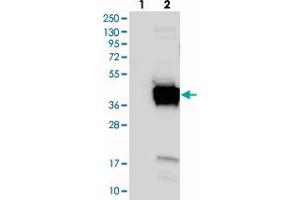 Western blot analysis of Lane 1: Negative control (vector only transfected HEK293T lysate), Lane 2: Over-expression Lysate (Co-expressed with a C-terminal myc-DDK tag (~3. (FNDC8 抗体)