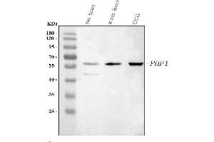 Western blot analysis of PHF1 using anti-PHF1 antibody (ABIN7601274).