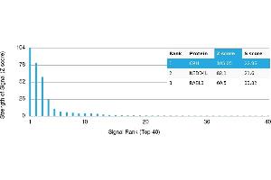 Protein Array (PAr) image for anti-Corticotropin Releasing Hormone (CRH) antibody (ABIN7455999) (CRH 抗体)