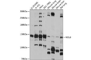 Western blot analysis of extracts of various cell lines, using NOL6 antibody (ABIN7269034) at 1:1000 dilution. (Nucleolar Protein 6 抗体  (AA 1032-1146))