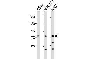 Western Blot at 1:2000 dilution Lane 1: A549 whole cell lysates Lane 2: NIH/3T3 whole cell lysates Lane 3: K562 whole cell lysates Lysates/proteins at 20 ug per lane. (DVL3 抗体  (C-Term))