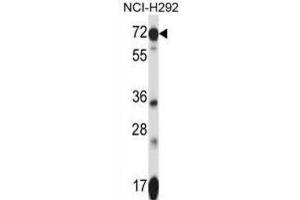 Western Blotting (WB) image for anti-Solute Carrier Family 41, Member 2 (SLC41A2) antibody (ABIN2997566) (SLC41A2 抗体)
