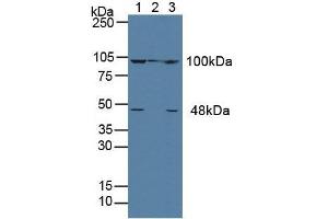 Western blot analysis of (1) Human MCF-7 Cells, (2) Porcine Liver Tissue and (3) Human HeLa cells.