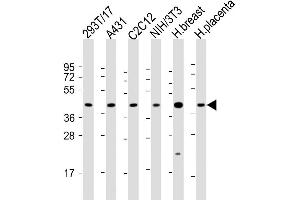 All lanes : Anti-ERLIN2 Antibody (C-term) at 1:2000 dilution Lane 1: 293T/17 whole cell lysate Lane 2: A431 whole cell lysate Lane 3: C2C12 whole cell lysate Lane 4: NIH/3T3 whole cell lysate Lane 5: human breast lysate Lane 6: human placenta lysate Lysates/proteins at 20 μg per lane. (ERLIN2 抗体  (C-Term))