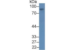Detection antibody from the kit in WB with Positive Control:  Sample Human liver lysate. (Afamin ELISA 试剂盒)