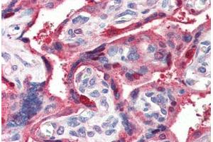 Human Placenta (formalin-fixed, paraffin-embedded) stained with GHRL antibody ABIN364403 at 2 ug/ml followed by biotinylated anti-goat IgG secondary antibody ABIN481715, alkaline phosphatase-streptavidin and chromogen. (GHRL 抗体  (AA 103-117))
