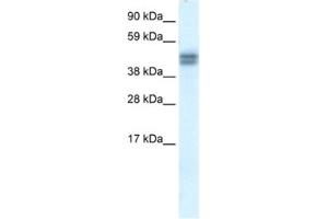 Western Blotting (WB) image for anti-SAP30 Binding Protein (SAP30BP) antibody (ABIN2460912)