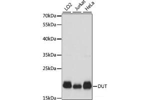 Western blot analysis of extracts of various cell lines using DUT Polyclonal Antibody at dilution of 1:1000. (Deoxyuridine Triphosphatase (DUT) 抗体)