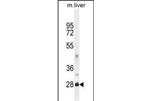 DNAJB8 Antibody (N-term) (ABIN654600 and ABIN2844299) western blot analysis in mouse liver tissue lysates (35 μg/lane).