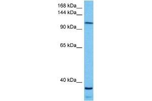 Host:  Mouse  Target Name:  KIF5B  Sample Tissue:  Mouse Skeletal Muscle  Antibody Dilution:  1ug/ml