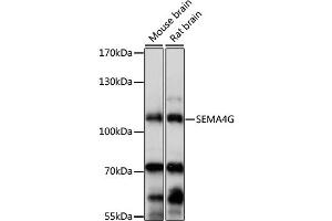Western blot analysis of extracts of various cell lines, using SEMA4G antibody (ABIN6293677) at 1:1000 dilution. (SEMA4G 抗体)