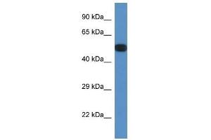 Western Blot showing Ppp2r5e antibody used at a concentration of 1. (PPP2R5E 抗体  (N-Term))