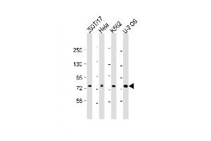 All lanes : Anti-NDC80 Antibody (C-Term) at 1:2000 dilution Lane 1: 293T/17 whole cell lysate Lane 2: Hela whole cell lysate Lane 3: K562 whole cell lysate Lane 4: U-2 OS whole cell lysate Lysates/proteins at 20 μg per lane. (NDC80 抗体  (AA 508-539))