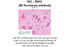 Image no. 1 for anti-Brain-Specific Angiogenesis Inhibitor 2 (BAI2) (Extracellular Domain), (N-Term) antibody (ABIN1732204) (BAI2 抗体  (Extracellular Domain, N-Term))