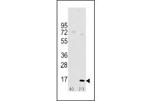 Western blot analysis of LC3 (G8a) (arrow) using rabbit polyclonal Autophagy LC3 Antibody (G8a)  1801d. (MAP1LC3A 抗体  (AA 91-117))