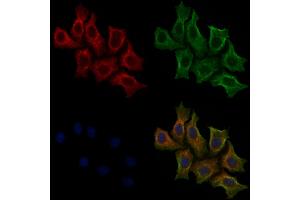 ABIN6255593 and ABIN6267543 staining HepG2 cells(30 min of 4uM Forskolin treatment) by IF/ICC.