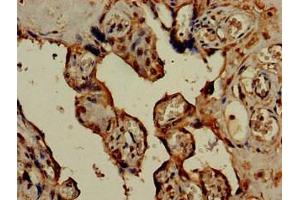 Immunohistochemistry of paraffin-embedded human placenta tissue using ABIN7142284 at dilution of 1:100 (HSD3B1 抗体  (AA 127-267))