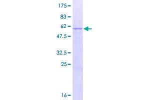 CD1b Protein (CD1B) (AA 1-333) (GST tag)