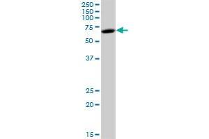 FKSG44 MaxPab polyclonal antibody. (FRMD8 抗体  (AA 1-464))