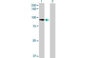 Western Blot analysis of ZNF573 expression in transfected 293T cell line by ZNF573 MaxPab polyclonal antibody. (ZNF573 抗体  (AA 1-645))