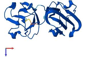CRYGN Protein (AA 1-183) (His tag)