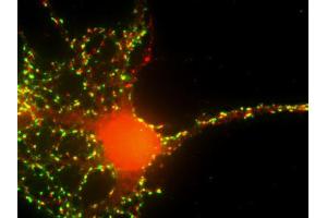 Immunofluorescence labeling of a cultured hippocampal neuron with anti-synaptopodin (red; dilution 1 : 600) and anti-synaptophysin (green; ; dilution 1 : 200).