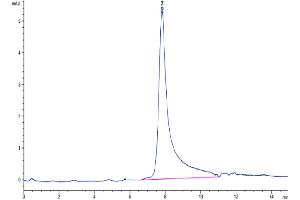 Size-exclusion chromatography-High Pressure Liquid Chromatography (SEC-HPLC) image for Connective Tissue Growth Factor (CTGF) (AA 27-349) protein (Fc Tag) (ABIN7274341)