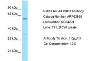 Image no. 1 for anti-Phosphatidylinositol-Specific phospholipase C, X Domain Containing 1 (PLCXD1) (AA 220-269) antibody (ABIN6749957) (PLCXD1 抗体  (AA 220-269))