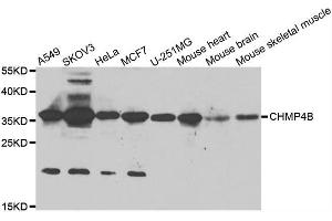 Western blot analysis of extracts of various cell lines, using CHMP4B antibody. (CHMP4B 抗体)