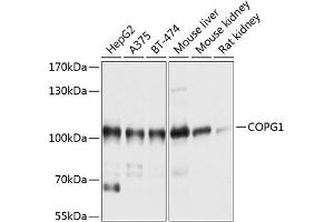 Western blot analysis of extracts of various cell lines, using COPG1 antibody (ABIN6129672, ABIN6138875, ABIN6138876 and ABIN6214841) at 1:1000 dilution. (COPG 抗体  (AA 555-874))
