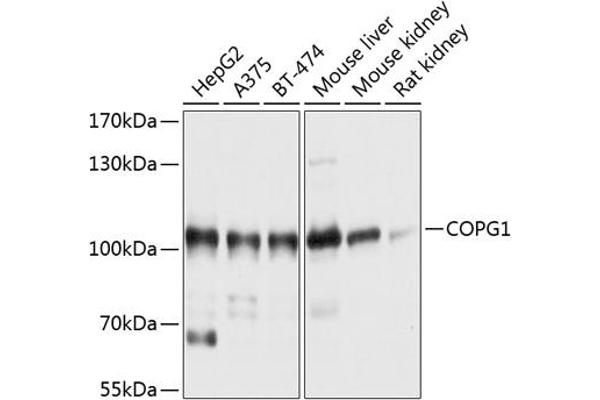COPG anticorps  (AA 555-874)