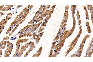 Detection of HEXb in Mouse Cardiac Muscle Tissue using Polyclonal Antibody to Hexosaminidase B Beta (HEXb)